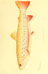n426_w1150