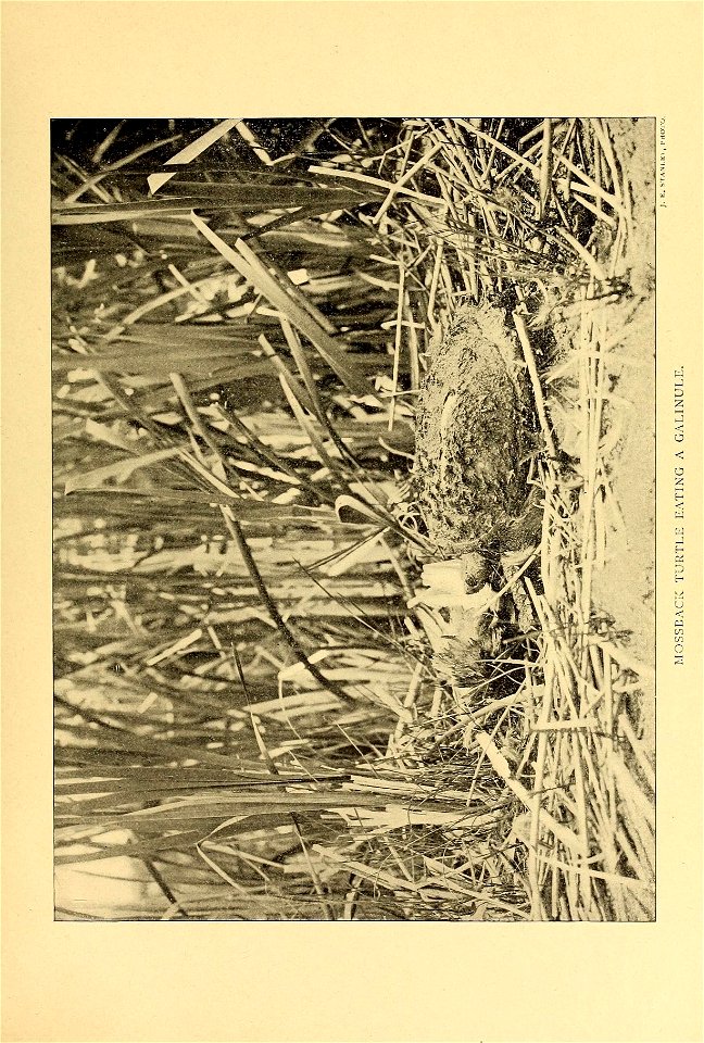 n568_w1150