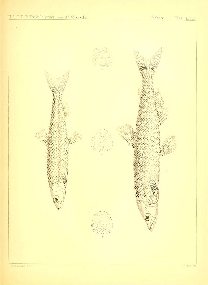 n578_w1150
