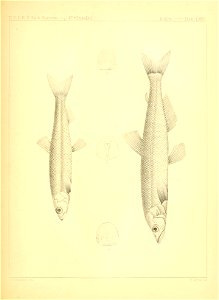 n578_w1150