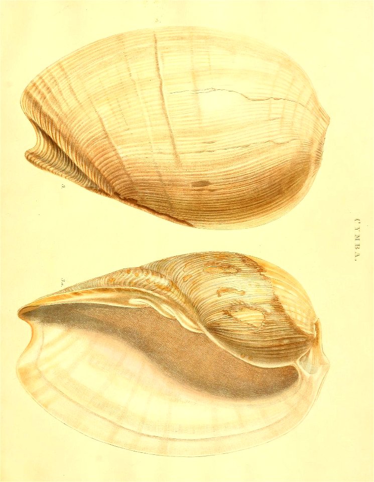 n18_w1150