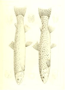 n558_w1150