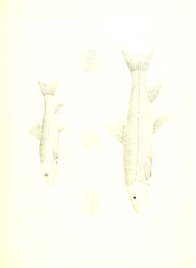 n616_w1150