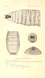 n197_w1150
