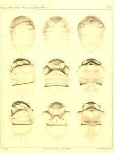 n272_w1150