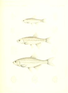 n626_w1150