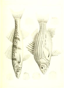 n584_w1150