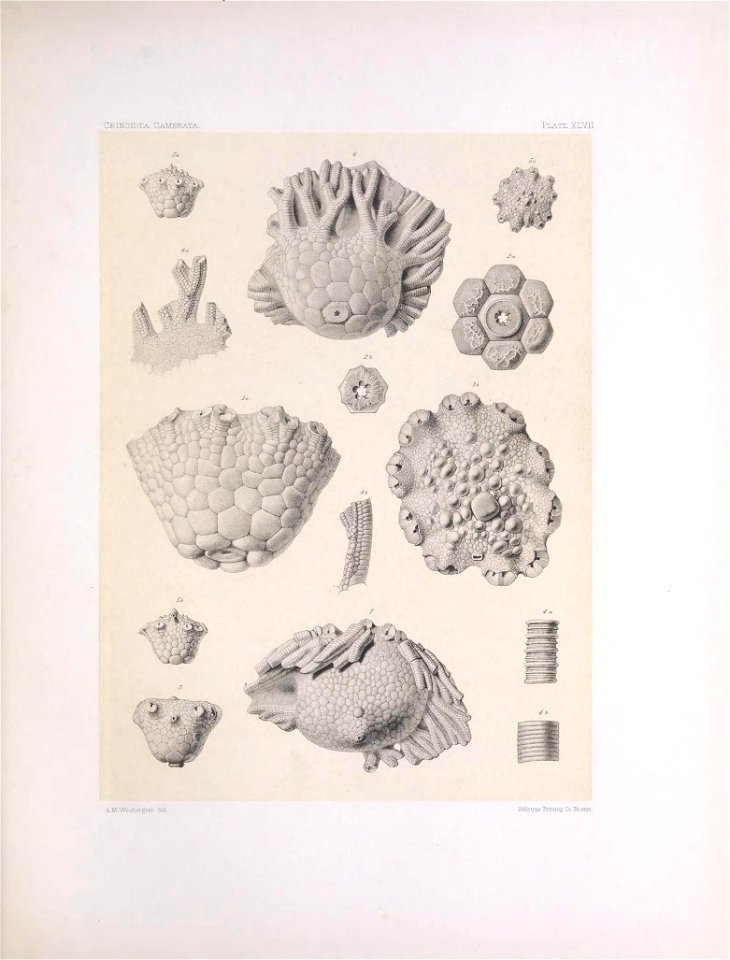 n196_w1150