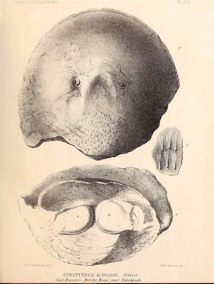 n306_w1150