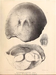 n306_w1150