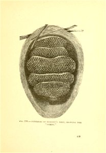 n454_w1150