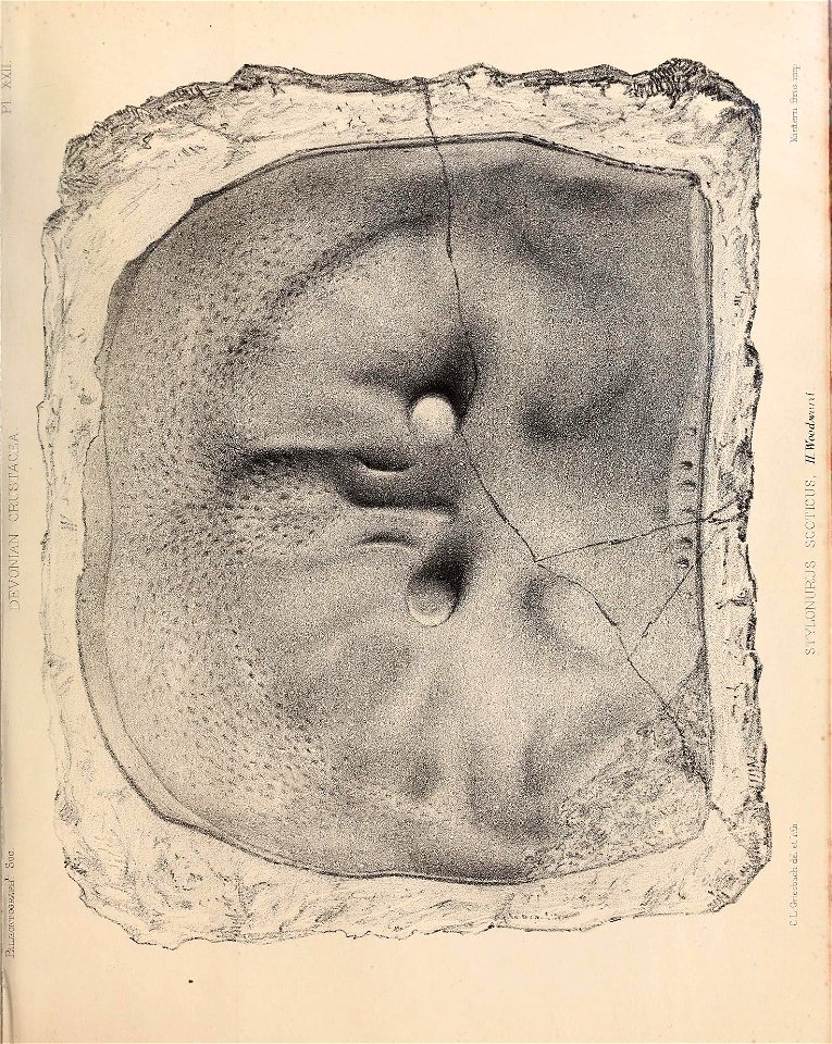 n292_w1150
