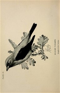 n203_w1150