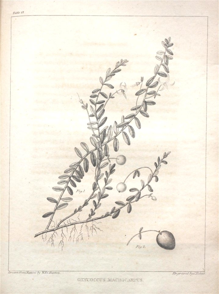 n99_w1150