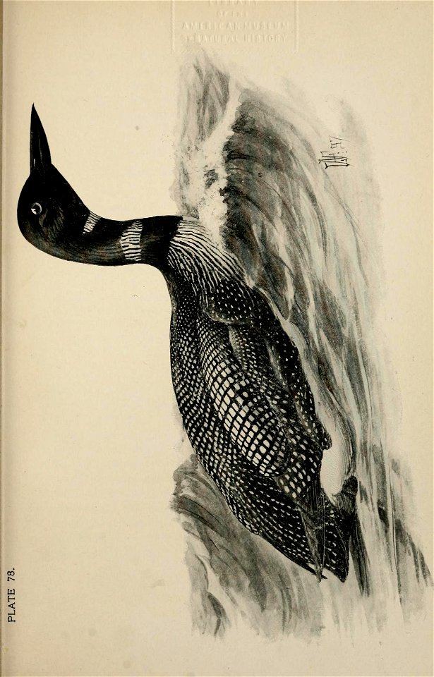 n454_w1150