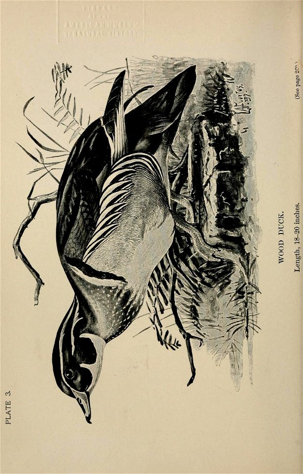 n49_w1150