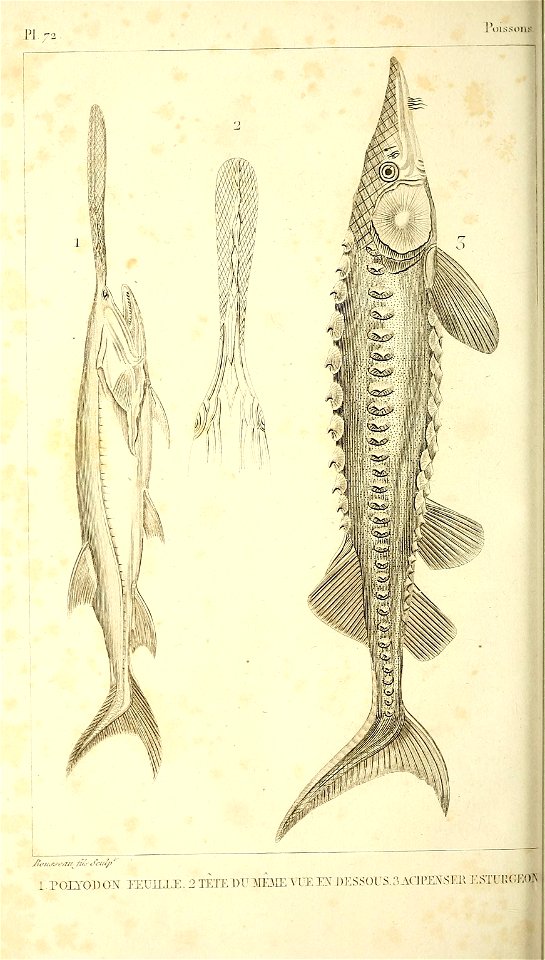 n173_w1150