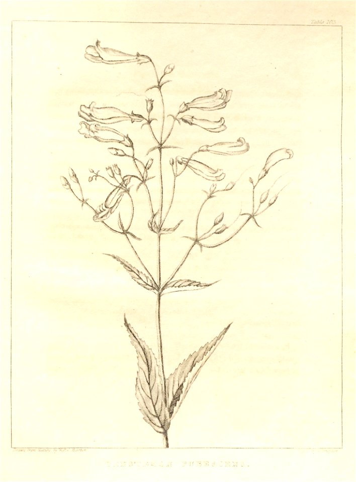 n127_w1150