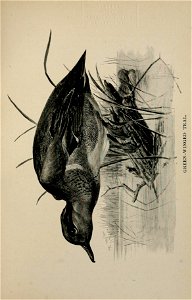 n424_w1150