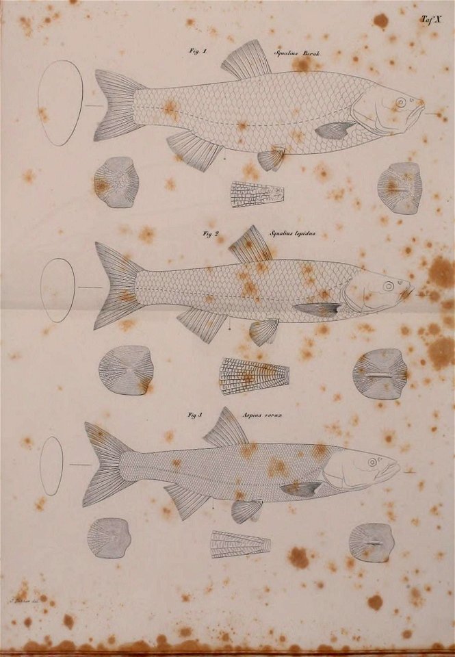 n308_w1150