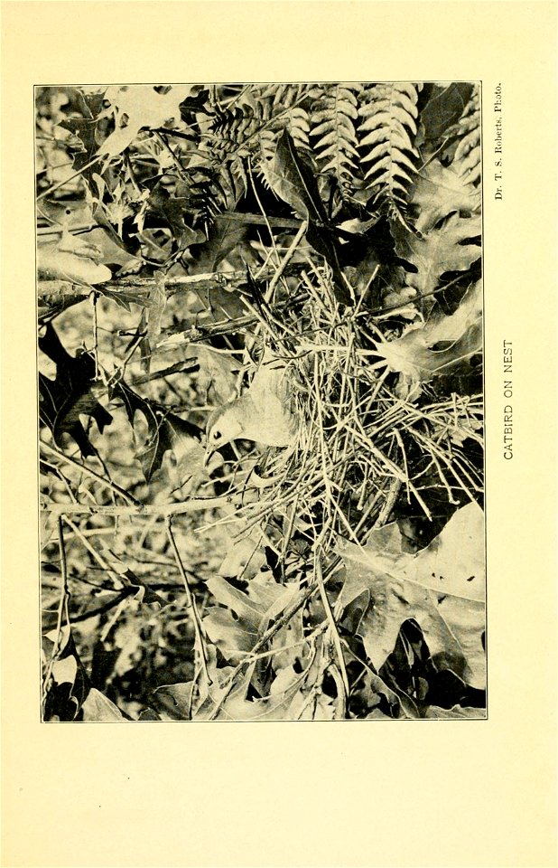 n516_w1150