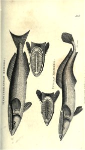 n106_w1150