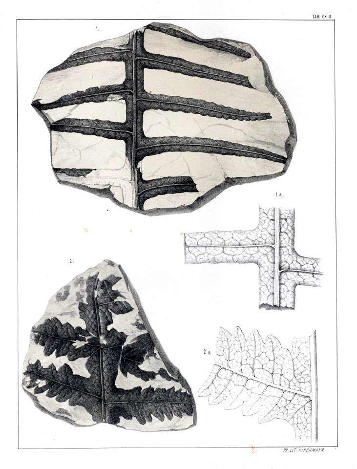 n259_w1150