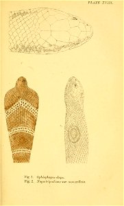 n154_w1150