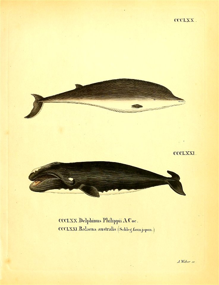 n310_w1150
