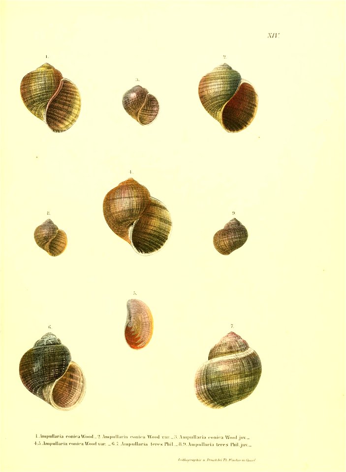 n174_w1150