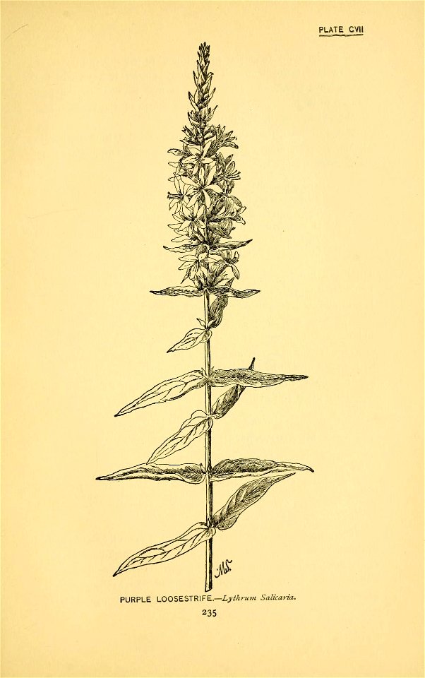 n336_w1150