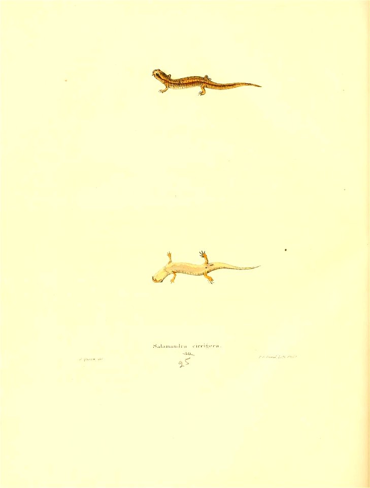 n171_w1150