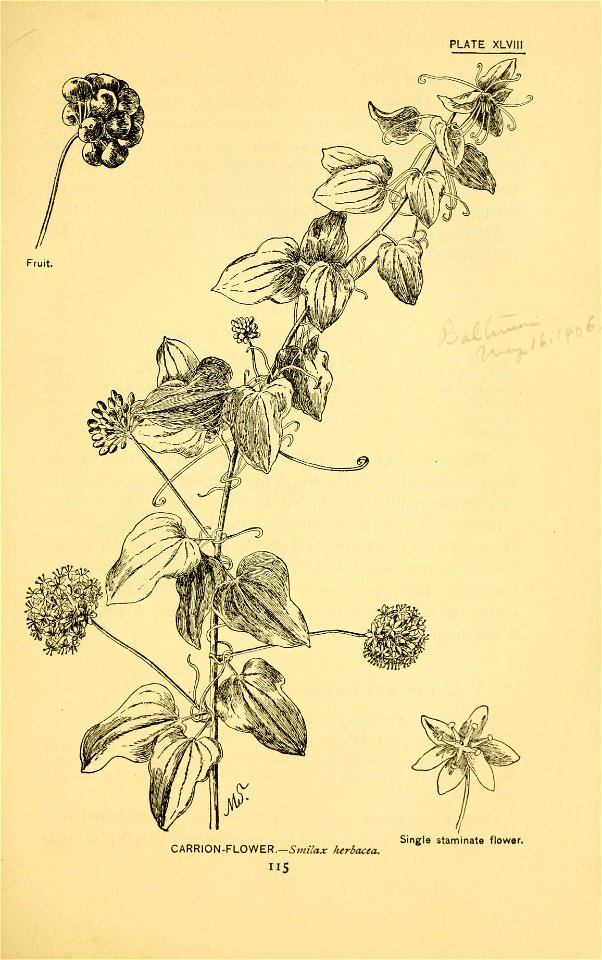 n182_w1150