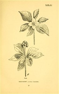 n92_w1150