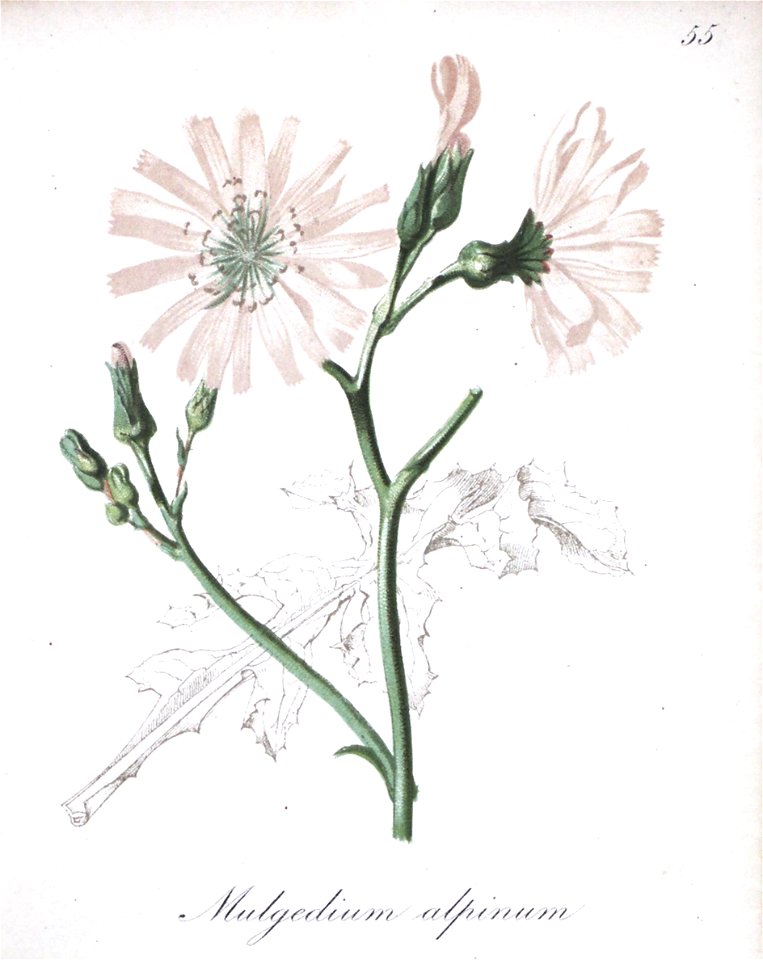 n163_w1150