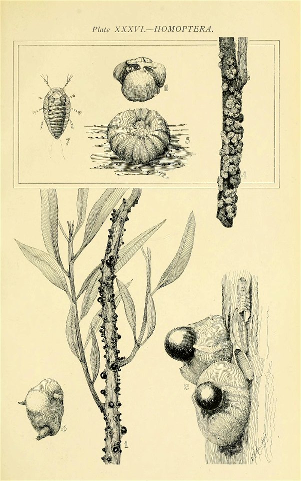 n536_w1150