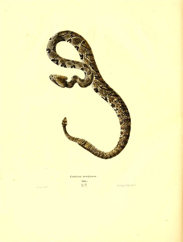 n165_w1150