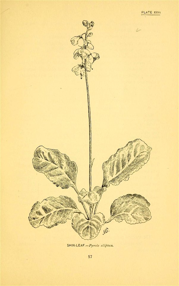 n116_w1150