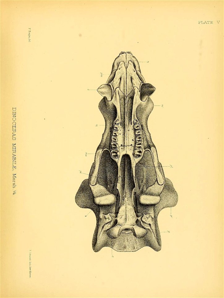 n286_w1150