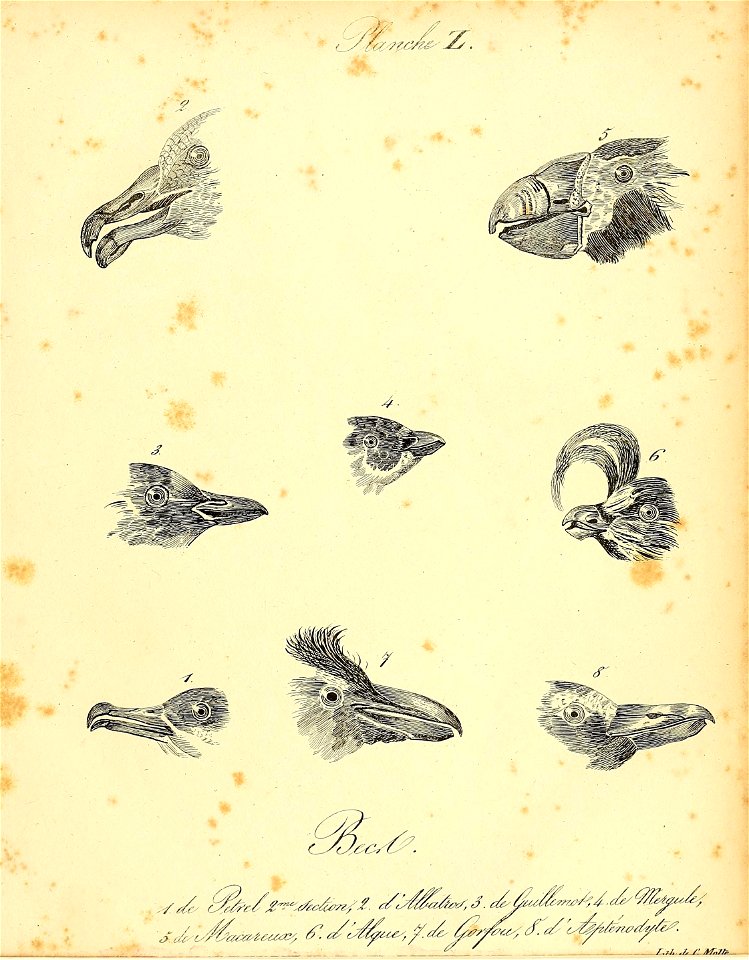 n516_w1150