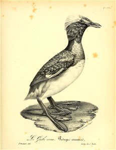 n426_w1150