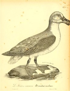 n450_w1150