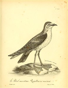 n448_w1150