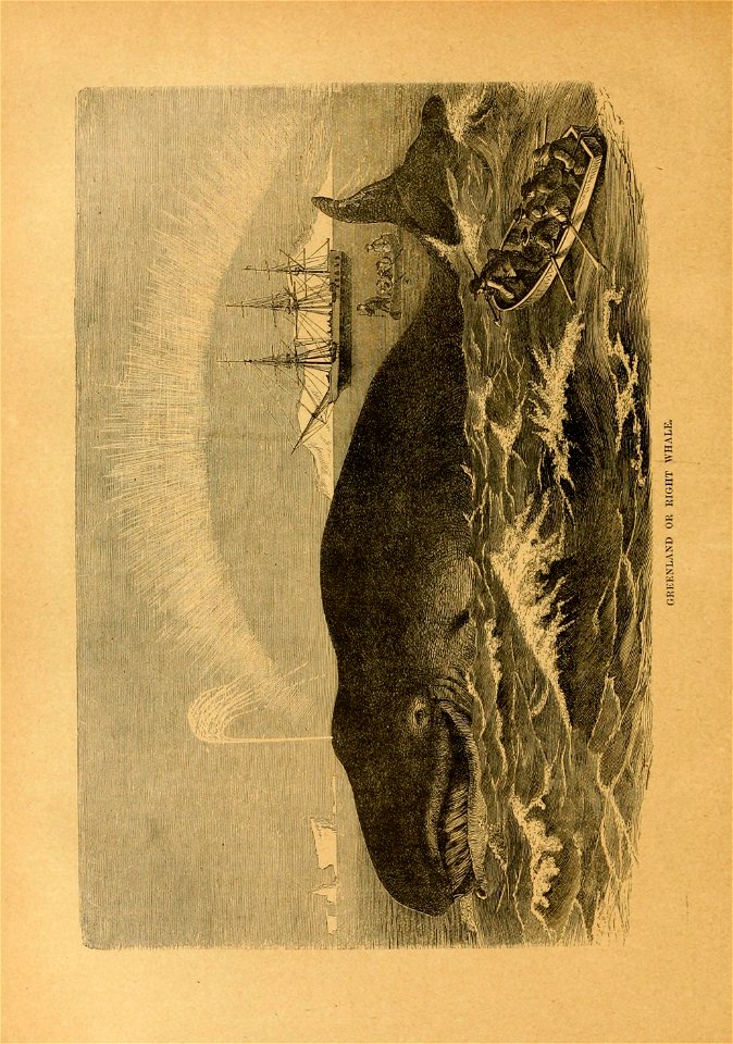 n719_w1150