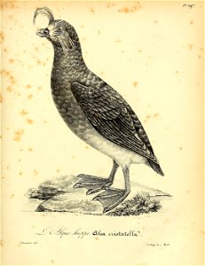 n458_w1150