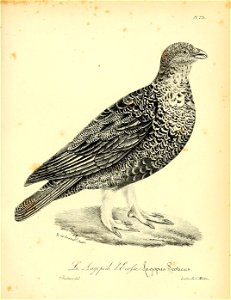 n306_w1150