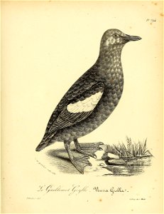 n452_w1150