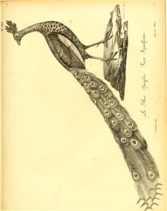 n266_w1150