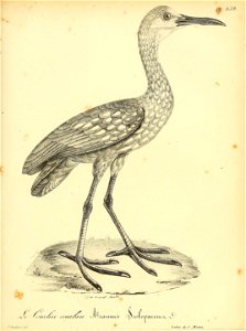 n368_w1150