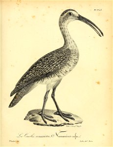 n354_w1150